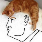 Donald Trump Hair Donald Trump Cat Hair