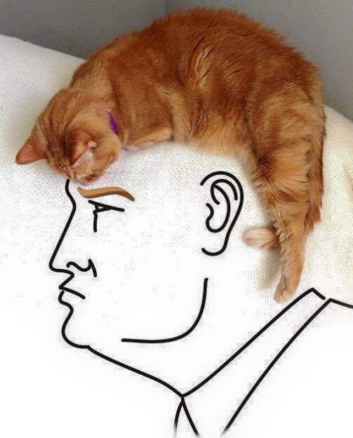 Donald Trump Hair Donald Trump Cat Hair