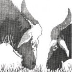 Cow grazing