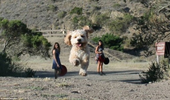 giant dog optical illusion