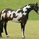 horse optical illusion