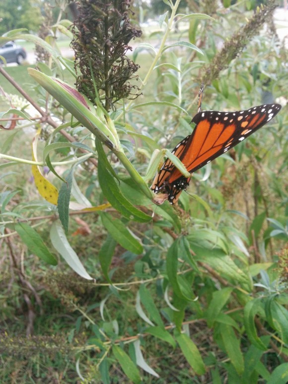 ominous butterfly optical illusion