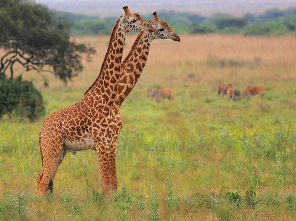 two headed giraffe