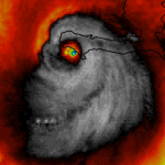 hurrican matthew skull map