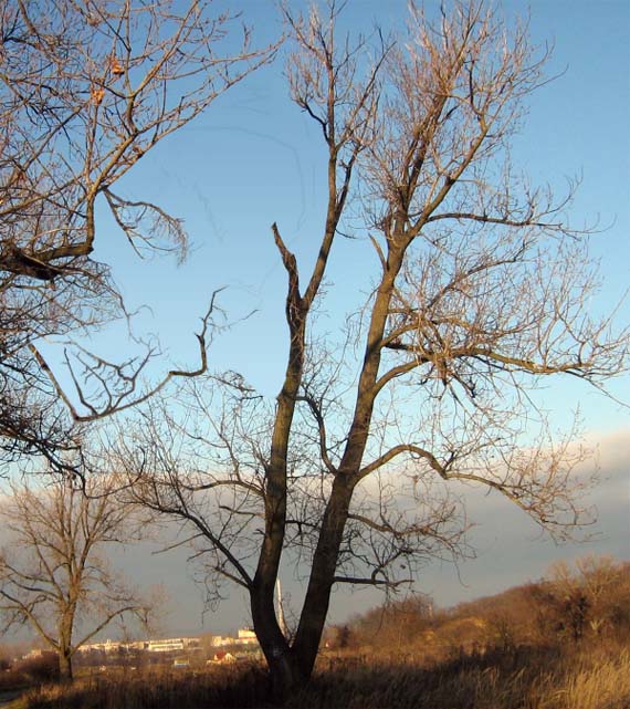 face in branches optical illusion2