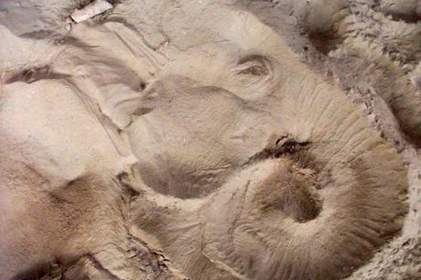 Elephant Rock Formation Illusion img