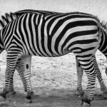 perfectly_timed_photos_optical_illusion_9