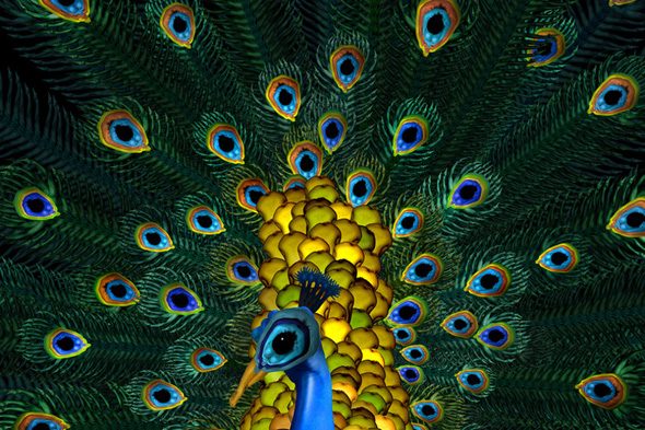 A Beautiful Peacock That Isn’t img