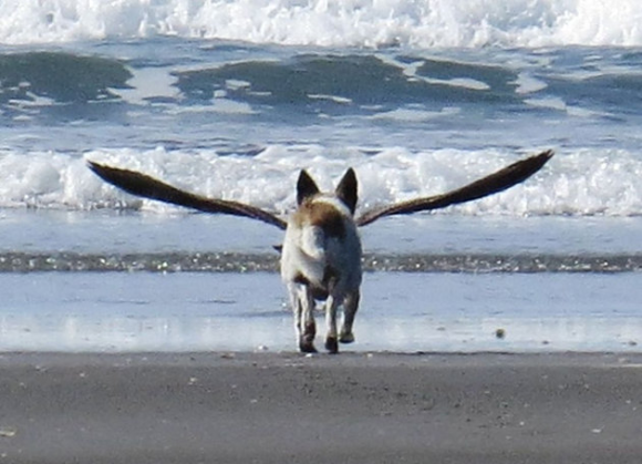 dogbird optical illusion