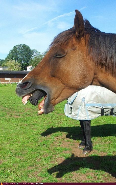 Horse Mouth Optical Illusion