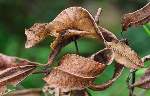 Camouflaged Chameleon