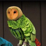 Owl Made of Fruit Optical Illusion