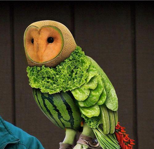 Owl Made of Fruit Optical Illusion