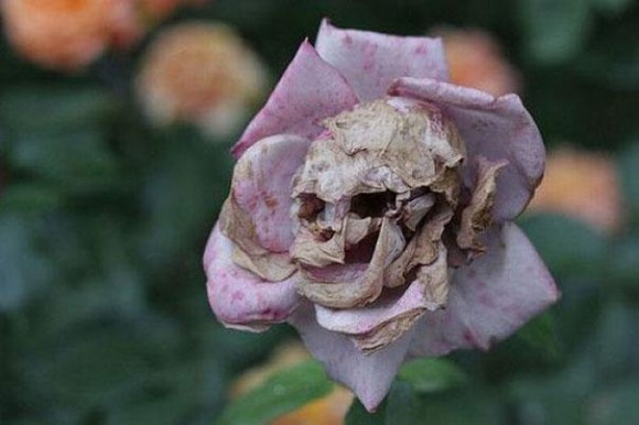 Dead Flower Optical Illusion