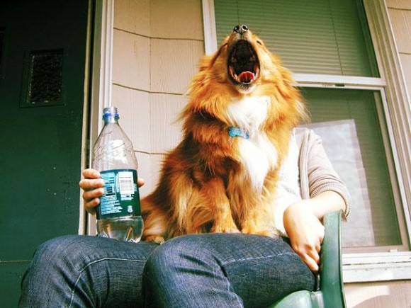 Yawning Dog Optical Illusion