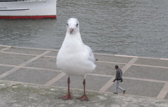 Giant Seagull Optical Illusion