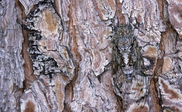hidden bug optical illusion