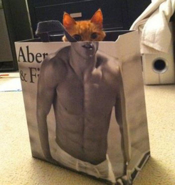 Half Man Half Kitty Optical Illusion