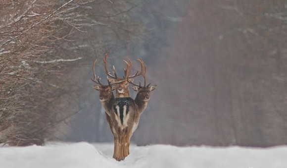 three headed deer optical illusion