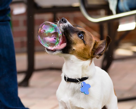 Dog Catching Bubble optical illusion