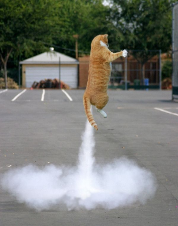 rocket cat optical illusion
