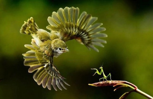 Bird and Praying Mantis Smackdown Optical Illusion