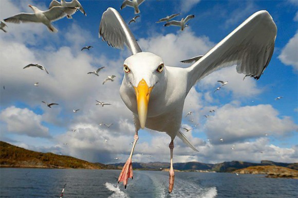 The Attack of the Giant Seagull Optical Illusion