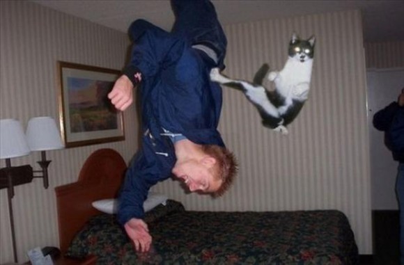 Karate Cat Optical Illusion