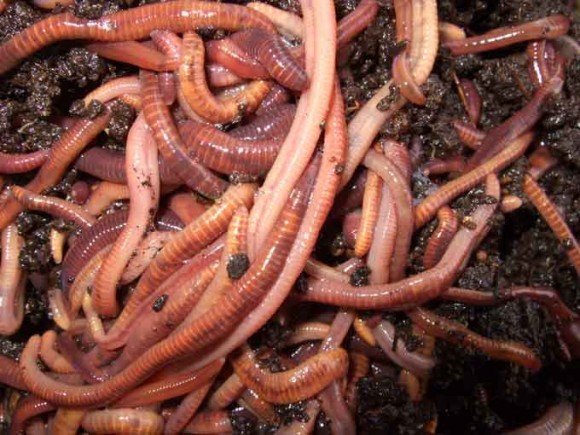 red-wriggler-worms