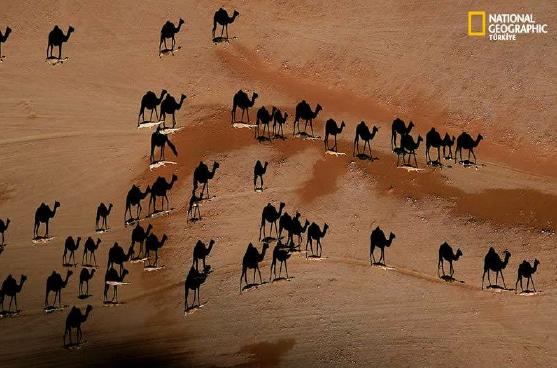 National Geographic Shadow Camel Illusion National Geographic Shadow Camel Illusion