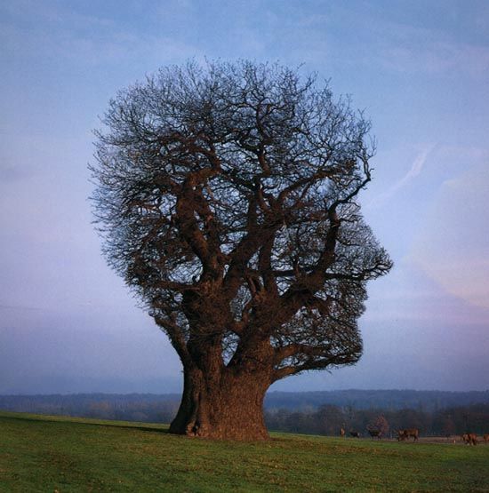 tree optical illusion