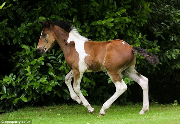 Da Vinci Ghost foal