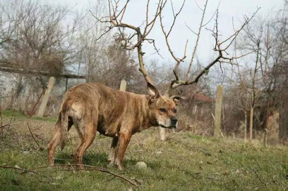 Dog With Antlers