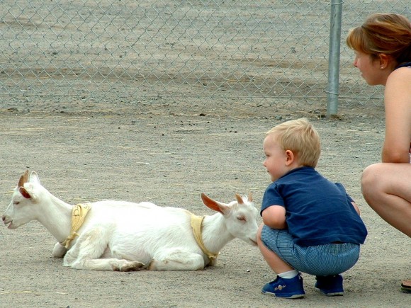 two headed goat