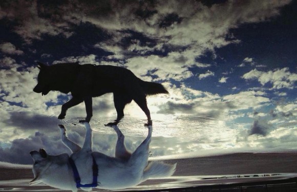 dog shadow optical illusion