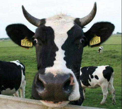 cow optical illusion