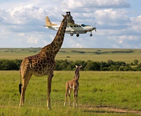 giraffe illusion perfectly timed photo