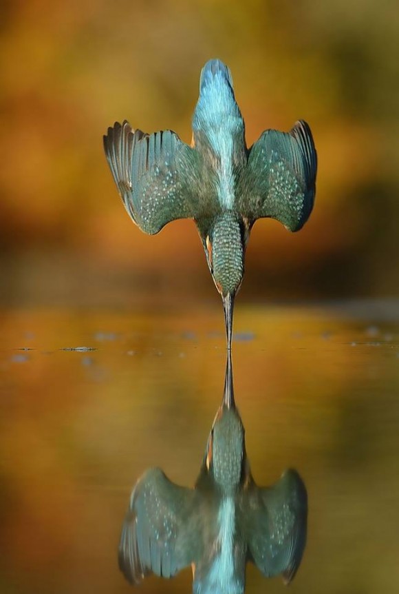 diving bird perfectly timed photo