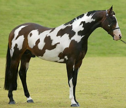 horse optical illusion