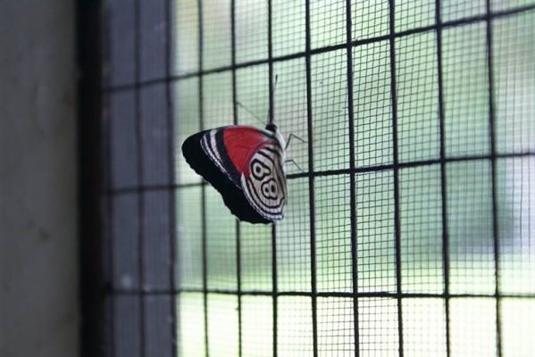 Optical illusion quiz with answers image