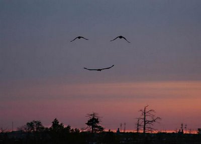earth day optical illusions 1
