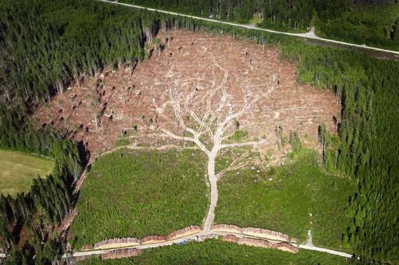 tree optical illusion