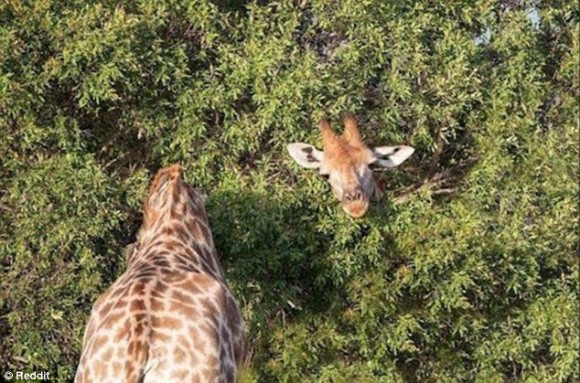 long giraffe neck optical illusion