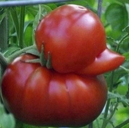 duckmato