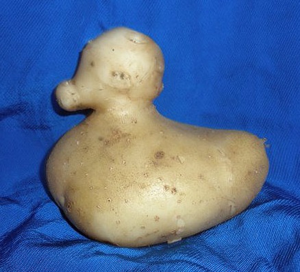 ducktato