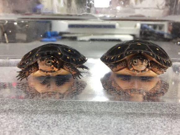 bearded turtle illusion 