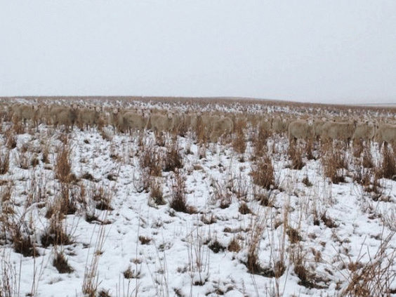 zoom in on field sheep illusion