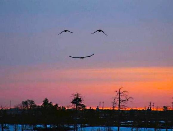 happy bird illusion